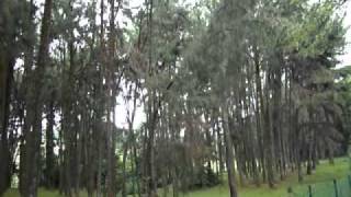 preview picture of video 'Malaysian Pine Forest UPM And...'
