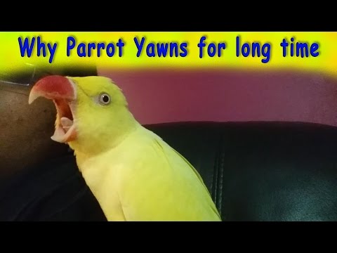 YouTube video about: Why is my bird opening and closing his mouth?