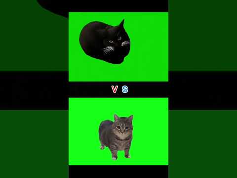 Maxwell cat vs oiiaoiia cat #cat #catmemes #meme #fyp #absurd #memes #funny