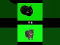 Maxwell Cat Vs Oiiaoiia Cat Cat Catmemes Meme Fyp Absurd Memes Funny