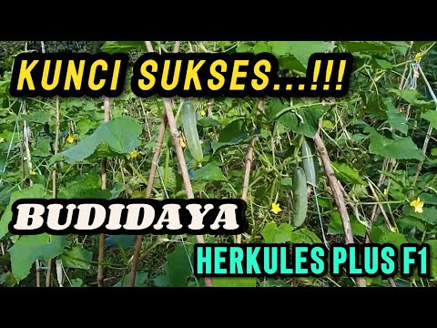 BUDIDAYA TIMUN HERCULES PLUS F1 HASILNYA SANGAT MENGUNTUNGKAN