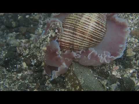 巻貝じゃないのです。これでもウミウシ、ミスガイです！
