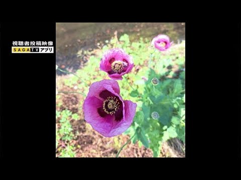 黄色いケシ 植物