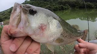クランクを草むらで提灯すると…【バス釣り】
