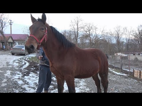 Manz Semigreu Romanesc 2018