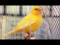 Yellow Canary singing video - Serinus canaria - Canary Training Song 25 min-Your canary will sing!