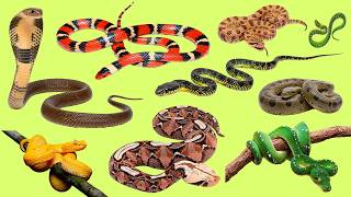 25 Snake Names in English 🐍 Learn Reptile Vocabulary with Audio