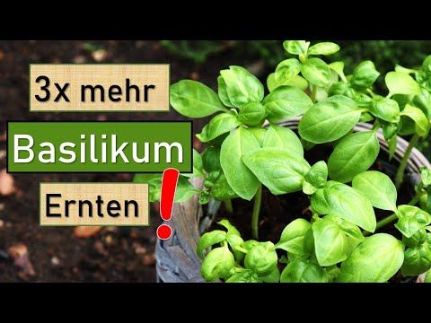 Supermarkt-Basilikum richtig pflegen und 3x mehr Ernten 😍👌 Küchenkräuter auf der Fensterbank anbauen