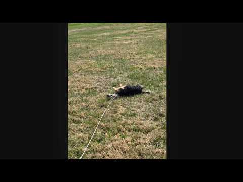 3/31/26 81° and #beautiful having #fun with #puppy #dog #Ryan 