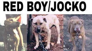 RED BOY/JOCKO - History Pitbulldog Fighting #apbt 