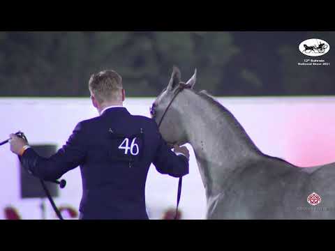 N 46 EZZ AL LAYAL   Bahrain National Show 2021   Yearling Colts Championship Class 9