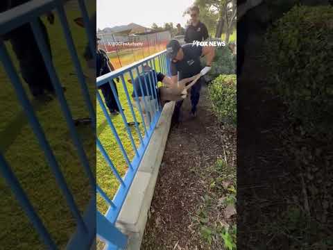 OH DEER!: Firefighters rush to save a deer that got stuck in a fence