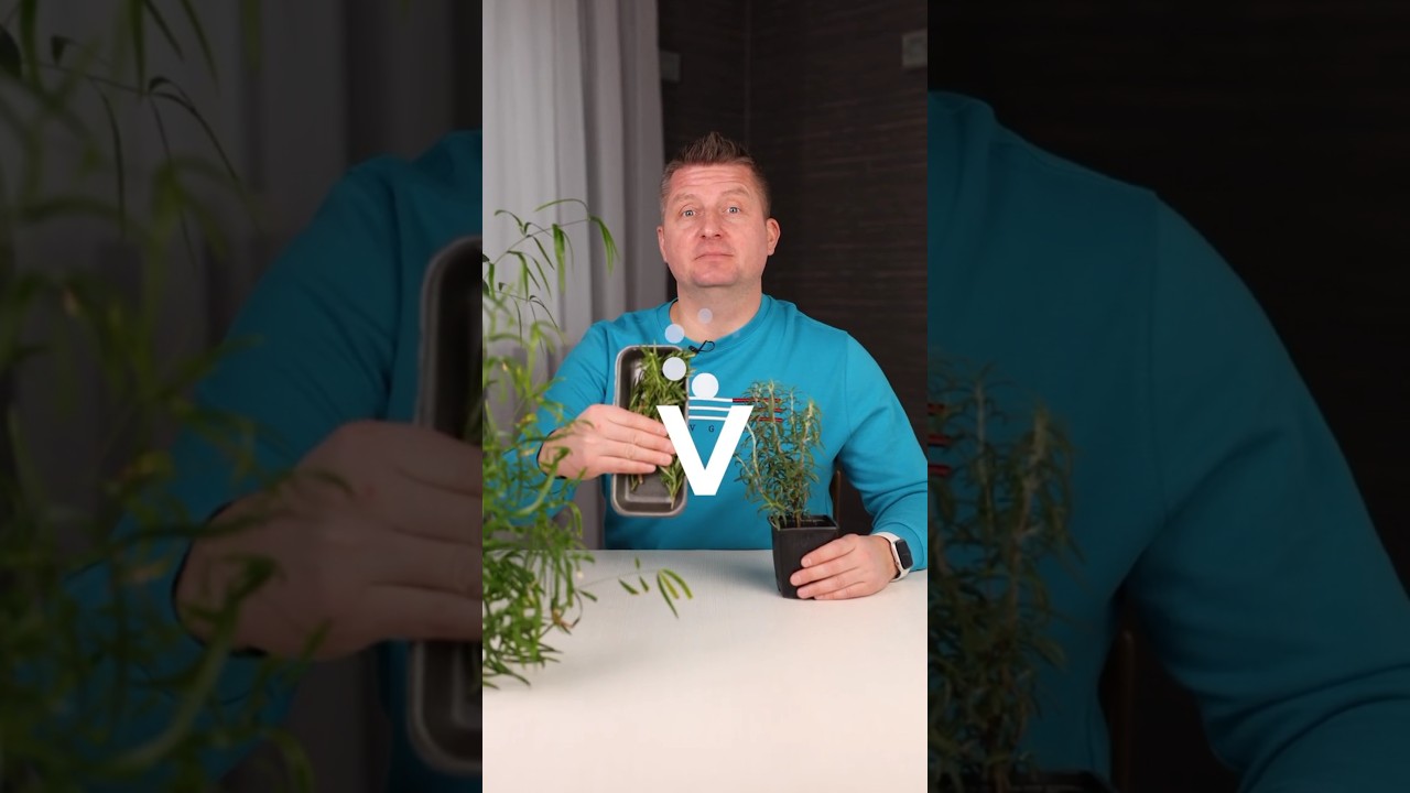 Хватит покупать розмарин! Вырастет шикарный куст из веточки! Легкий способ укоренить черенки