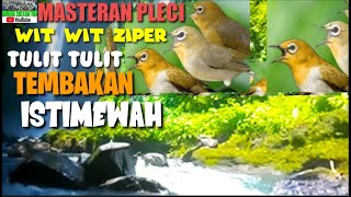 Download lagu MASTERAN PLECI | WIT WIT ZIPER TULIT TULIT FULL TEMBAKAN ISTIMEW4H, MUDAH MASUK@burungsultantop mp3