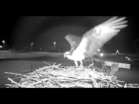 Iris arrives with her fish at  1 42 14  am 2019 04 23 02 43 53 614