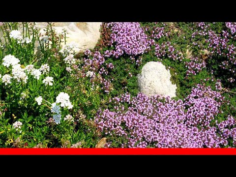 The Best Herbs For A Rock Wall Herb Garden 🛋️