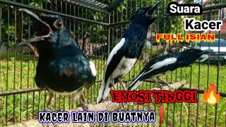 Download lagu suara burung Kacer full isian dongkrak emosi lawan#kicaumaster#suarakacerfullisian#kacergacor mp3 Download lagu suara burung Kacer full isian dongkrak emosi lawan#kicaumaster#suarakacerfullisian#kacergacor mp3