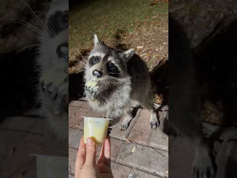 mýval miluje pudink #czsk #komedie #sranda #zábava #zvířata #vtipnávidea #vtip