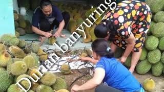 preview picture of video 'Duren super banyuringin singorojo kendal jawa tengah'