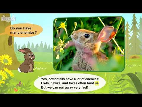L2 040 Meet the Animals 40  Cottontail Rabbit