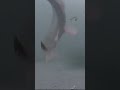 Video Thumbnail for Pike Destroys Fish Hook