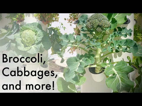 , title : 'Tower Garden Brassica! Grow Mouthwatering Broccoli, Cabbage, Kohlrabi, Bok Choy, Kale, Arugula, etc.'