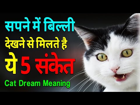Seeing a cat in a dream gives these 5 signs || Seeing a cat in a dream || Seeing a billi in a dream