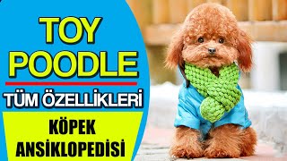 Toy Poodle ve Tüm Özellikleri - Köpek Ansiklopedisi