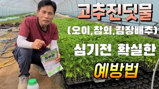 고추 진딧물,, 심기전 확실한 예방법 꼭 보세요 (오이,참외,토마토,비트모종도 효과) 들바람