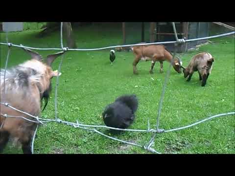 GOATS IN CORBIE, FRANCE
