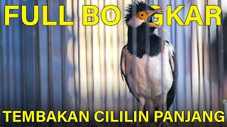 Download lagu Jalak Suren Full Bongkar Isian Cililin Panjang Ampuh Buat Masteran Murai Batu #jalaksurengacor mp3 Download lagu Jalak Suren Full Bongkar Isian Cililin Panjang Ampuh Buat Masteran Murai Batu #jalaksurengacor mp3