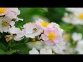 'https://youtu.be/2I-' 글에 포함된 동영상