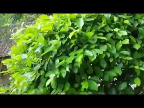 download lagu mp3 mp4 How To Keep Our Environment Green, download mp3 How To Keep Our Environment Green free download mp3, download mp3 How To Keep Our Environment Green