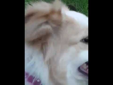 When the dog bark's!! See what happened!!!