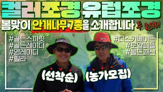칼라조경 & 유럽조경의 신세계! 특별한 봄맞이 안개나무 7종을 소개합니다 | [대림묘목농원_봄 안개나무 특집…