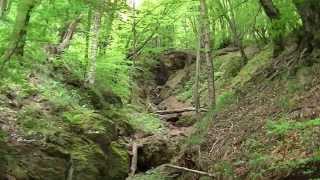 preview picture of video '20140520 A Short Walk in the Woods of Sonvico, Switzerland'