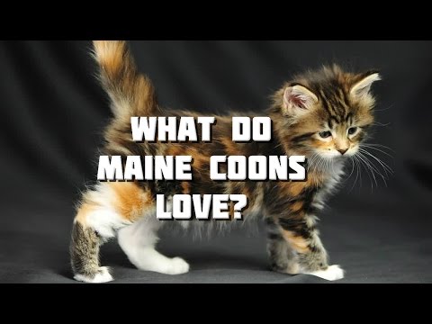 Maine Coon Cat Video - What do Maine Coons Love?