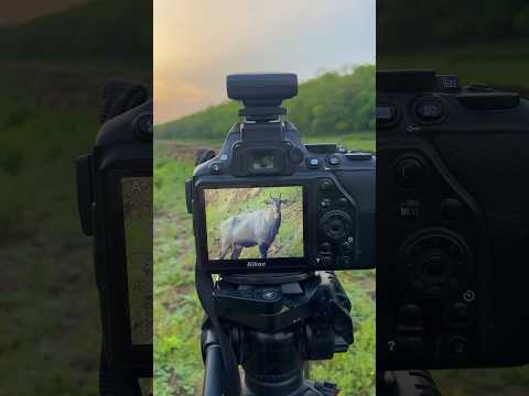 wildlife 🔥 photography || #photography #wildlifephotographer #nature #wildlifephotography #shorts