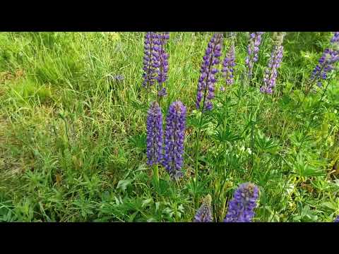 Июньский супер пыльценос.Как собирают пчёлы пыльцу с люпина.  #пчеловодство #пыльца #люпин