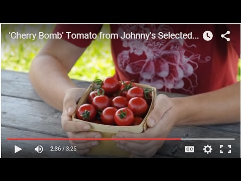 YouTube video about: Where can I buy sugar bomb tomato plants?