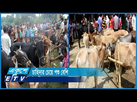জমেছে মাগুরা ও ঠাকুরগাঁওয়ে পশুর হাট, দাম হাঁকছেন বেশি | ETV News