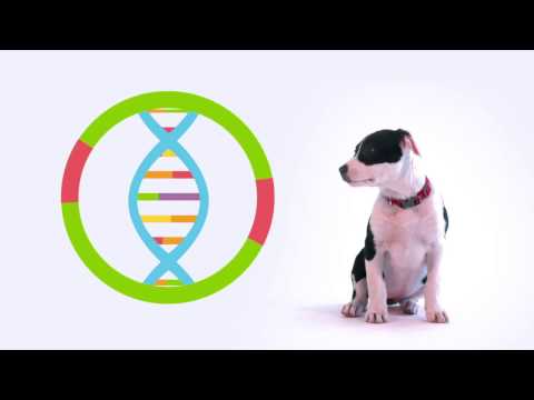 Embark Dog DNA Test – Get to know us