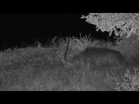 Djuma: Waterbuck bull sleeping under the bush by dam - 02:50 - 12/03/20