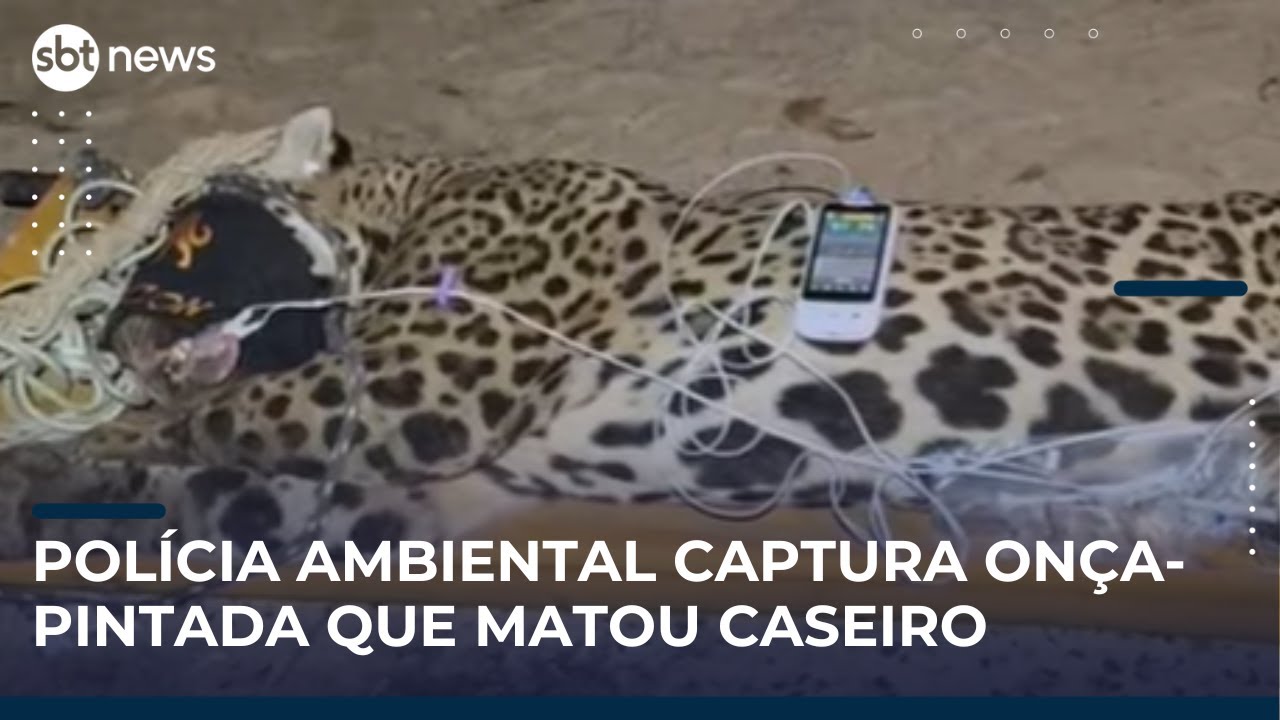 Onça que matou caseiro é capturada pela Polícia Ambiental no Pantanal | SBT Brasil (24/04/25)