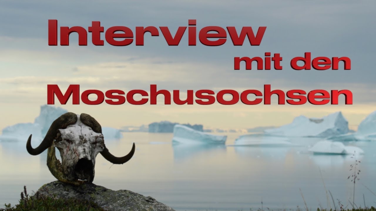 Musk Oxen Greenland #177 @XTripSailing Sailing Greenland