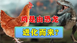 雞為何堅持每天生蛋，被收走還要生？ 美國科學家：雞和恐龍是親戚