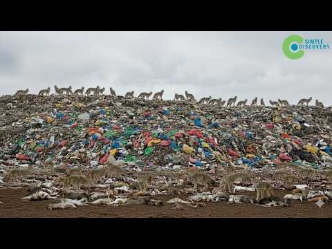 This Is Why STRAY CATS AND RATS ARE DISAPPEARING From America's LARGEST LANDFILL