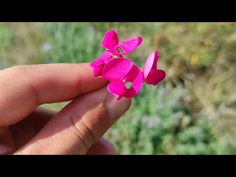 Drumeția mea spre Sudul Județului Bistrița Năsăud Septembrie 2021 Partea 1*Tonciu și Sânmihaiu*