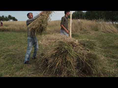 Secerișul cu batoza la Huta Slavia