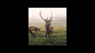 The Beatles   Norwegian wood